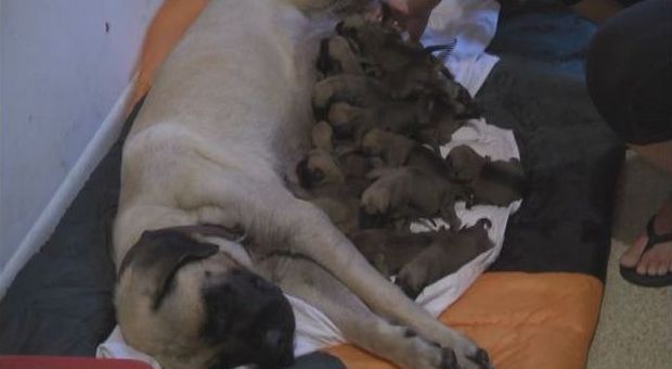 Parto di 22 ore: mastino dà alla luce 17 cuccioli