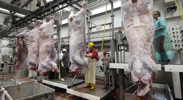 «Gli animali soffrono troppo»: una legge contro la carne kosher