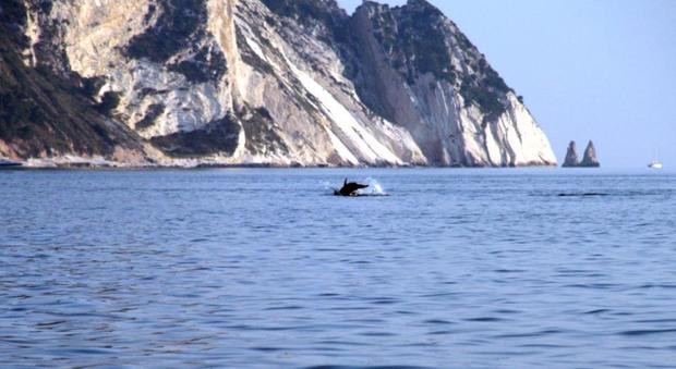 La costa del Conero, con sullo sfondo le Due Sorelle e un delfino