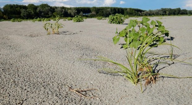 AGRICOLTURA Manca l'acqua e molte coltivazioni in Veneto sono in stato di allarme
