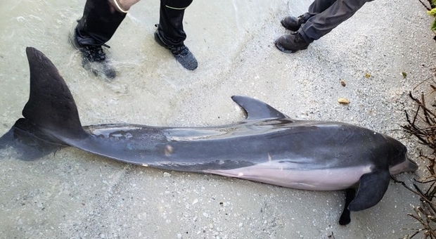 Marea rossa in Florida fa strage di delfini: 178 esemplari morti, allarme ambiente
