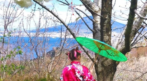 Hanami a Pimonte: ciliegi in fiore come in Giappone sui monti Lattari