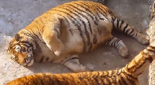 Tigri obese nel parco naturale: "Ecco perché queste foto non fanno ridere"