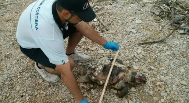 La tartaruga trovata sulla spiaggia