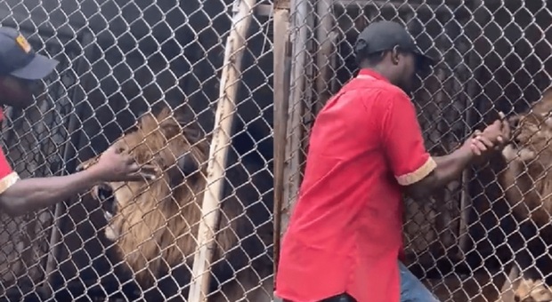 Il lavoratore dello zoo infila le mani nella gabbia del leone che gli mangia le dita (immag e video diffusi su Twitter da @OneciaG)