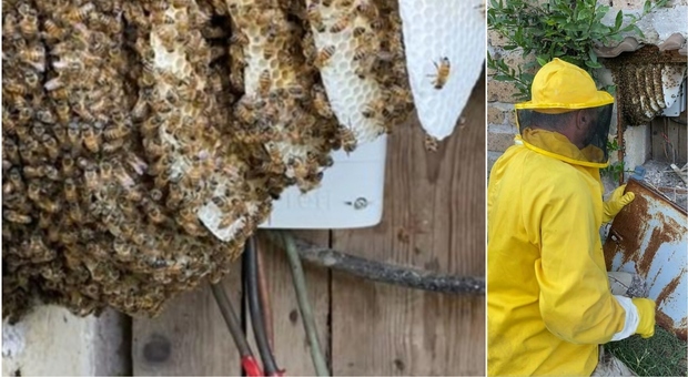 Lo sciame di 60 mila api nel contatore elettrico
