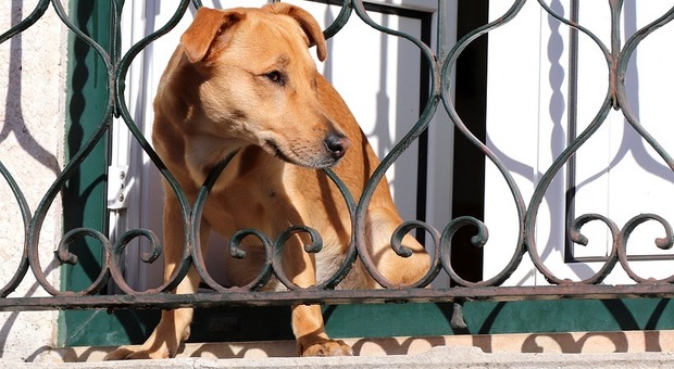 Vietato lasciare i cani chiusi sui balconi, il Comune approva le multe fino a 500 euro
