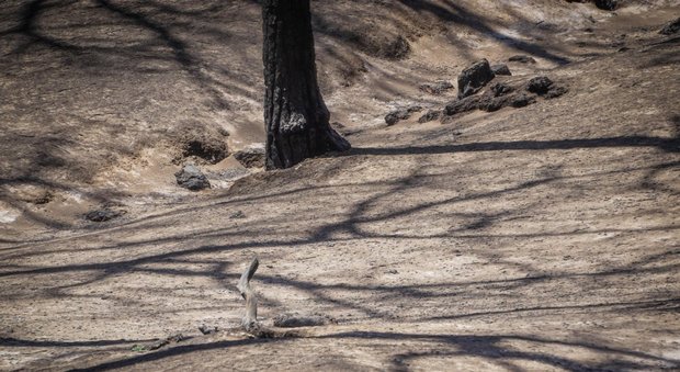 Fiamme sul Vesuvio, la conta dei danni: duemila ettari distrutti dal fuoco
