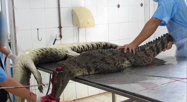 Coccodrilli scuoiati vivi e altre torture, ecco cosa c'è dietro la moda
