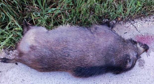 Cinghiale provoca un altro schianto: la carcassa dell'animale trovata al bordo della strada