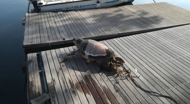 Tartaruga legata a una corda e gettata in mare, orrore nel Mar Piccolo