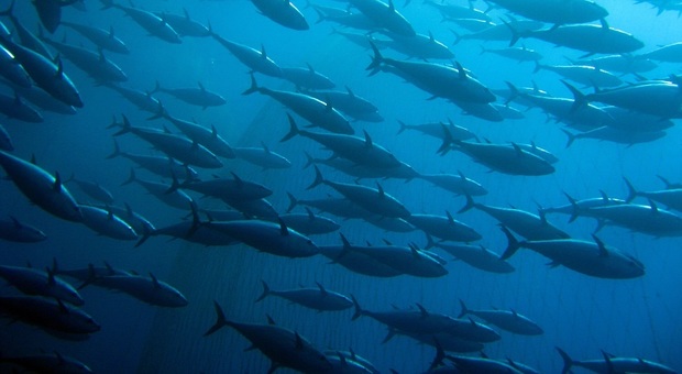 Salmone e tonno con pesca sostenibile, Findus punta al 100% della produzione entro il 2025