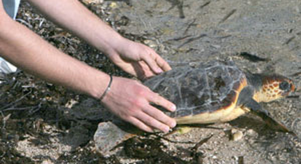 Tragedia in spiaggia in Salento, muore durante la liberazione delle tartarughe