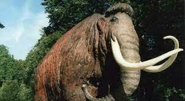 Ricostruito il viaggio di un Mammut vissuto 17 mila anni fa. Percorse distanza pari a 2 volte giro del mondo