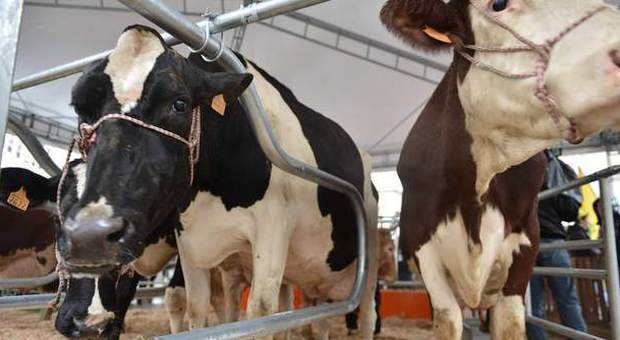 Caldo record, mucche sotto stress: a luglio 20 milioni di litri di latte in meno in Lombardia
