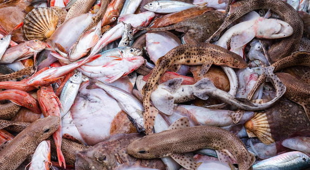 Casi di istamina nel pesce, controlli a tappeto tra pescheria e ristoranti