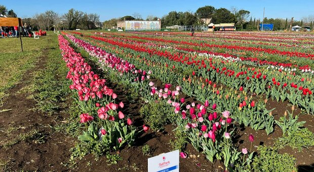 Il Parco dei tulipani non apre, slitta l'inaugurazione: quanto costano i biglietti