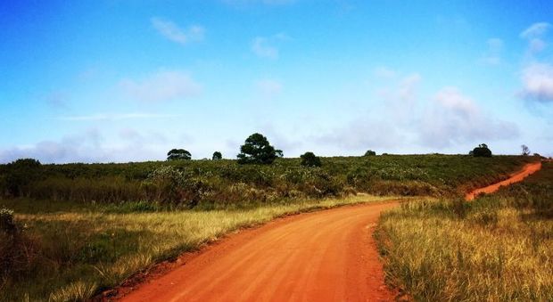 Sudafrica: safari nel fynbos alla ricerca dei Big Five