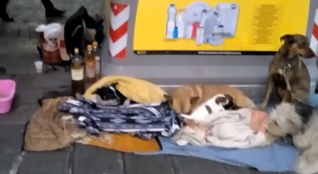 Mamme e cuccioli sfruttati per l'elemosina sequestrati dalla Polizia: ora cercano casa