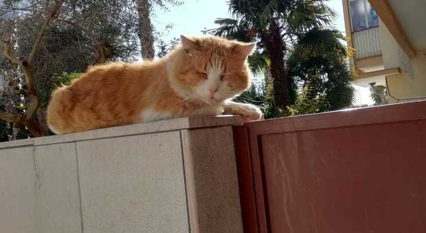 Noi di via Marcianò, vicini carissimi tra parole al balcone e cura dei gatti. In attesa della grande festa