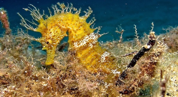 Immersioni subacquee all'Isola d'Elba: ecco la Top 10