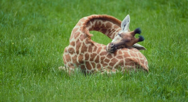 Per le giraffe dormire è un incubo Scopri cosa devono fare