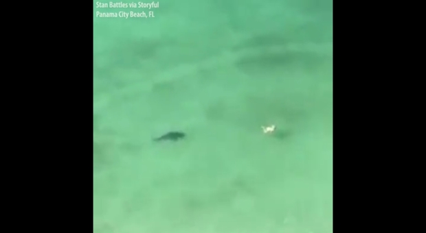 Lo squalo segue una ignara bagnante nelle acque di Panama (filmato pubblicato da FOX 13 di Stan Battles via Storyful)