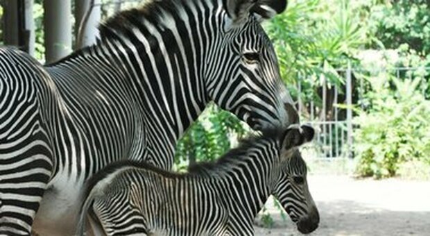 Ancona, la zebra nata nello zoo dopo le Olimpiadi si chiama "Gimbo", un omaggio al campione Tamberi