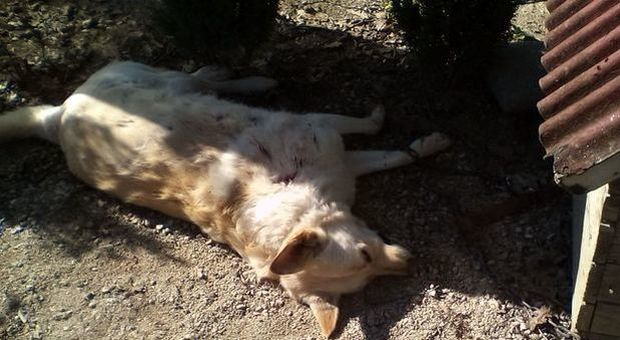 Cane ucciso a colpi di rastrello, il gesto folle di un 64enne sotto agli occhi dei testimoni