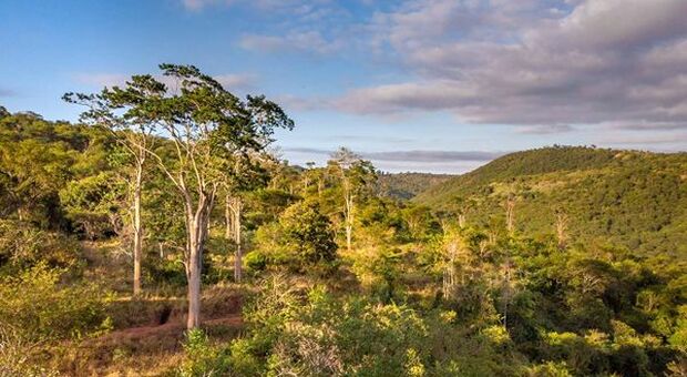 Zurich sposor della riforestazione in Brasile: 1 milioni di alberi in 8 anni