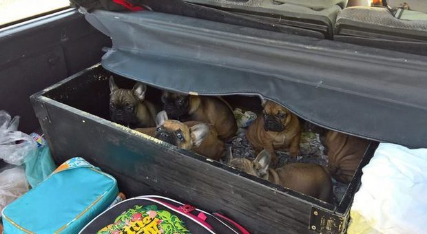 Nel bagagliaio 27 cuccioli di cane: coppia di napoletani denunciata