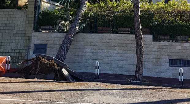 Maltempo a Napoli: sradicati gli ultimi pini, cartelloni pericolanti e Posillipo resta off limits
