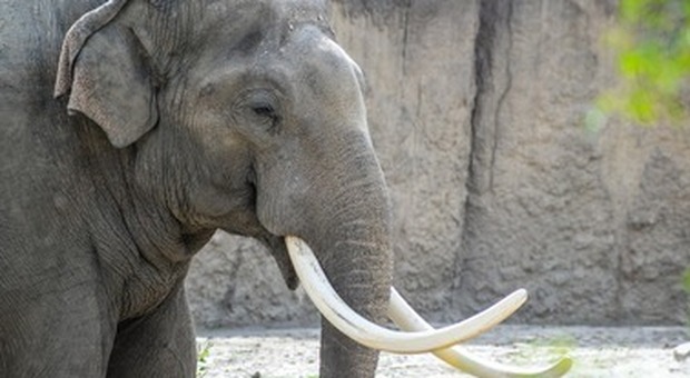 Elefanti, 2021 anno drammatico: forte rischio di estinzione