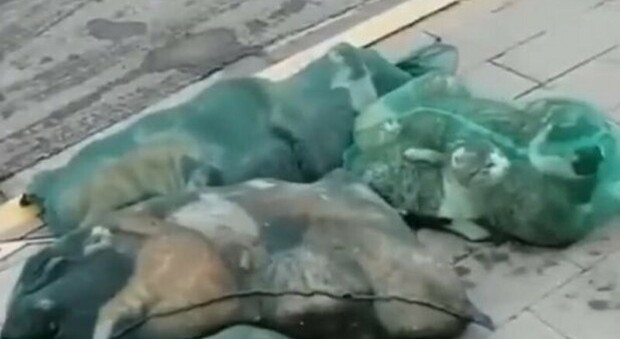 Le autorità di Shanghai catturano e ammazzano cani e gatti per paura che trasmettano il Covid