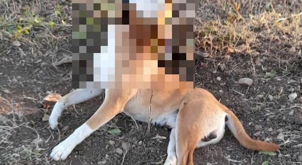 Bari choc, cane abbandonato legato ad un albero muore impiccato: stava cercando di liberarsi
