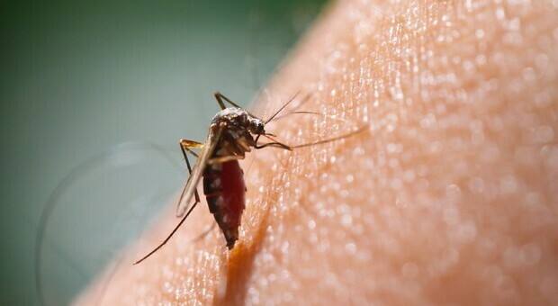 Malaria, un caso nel nord della Sardegna: non accadeva da due anni in Italia