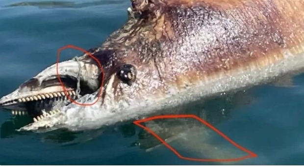 Carcassa di delfino in mare, i volontari: «Ucciso da rete fantasma»