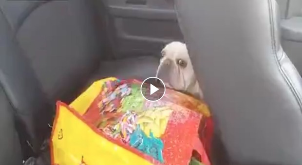 Il cagnolino rischia di morire nell'auto bollente: il video del salvataggio