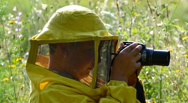 Punture di api, vespe o calabroni: ogni anno 5 milioni colpiti, al via campagna di informazione