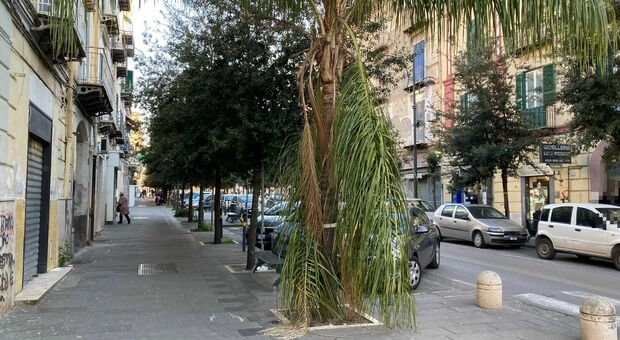 Degrado a Napoli Est, rami spezzati e chiome verso le abitazioni: sos decoro da Ponticelli