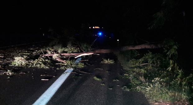 L'albero caduto in autostrada al Lisert