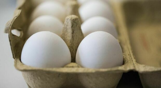 Salmonella nelle uova 'Aurora': richiamate dal mercato. Ecco i lotti interessati