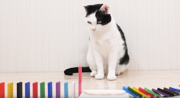 Youtuber giapponese coinvolge i suoi gatti in una colorata cascata di domino