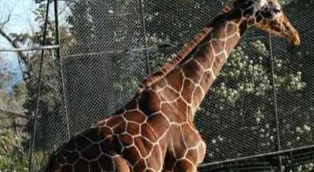 Parco Zoo di Falconara C'è anche la giraffa tedesca