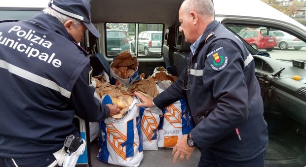 Il pane sequestrato dalla Polizia municipale di Soccavo-Pianura