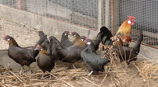 Allarme aviaria vicino Roma: trovato focolaio nel pollame a Tivoli Allerta in diciassette Comuni