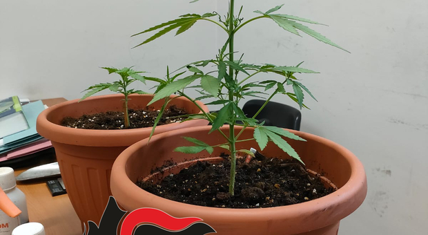 Le due piante di marijuana