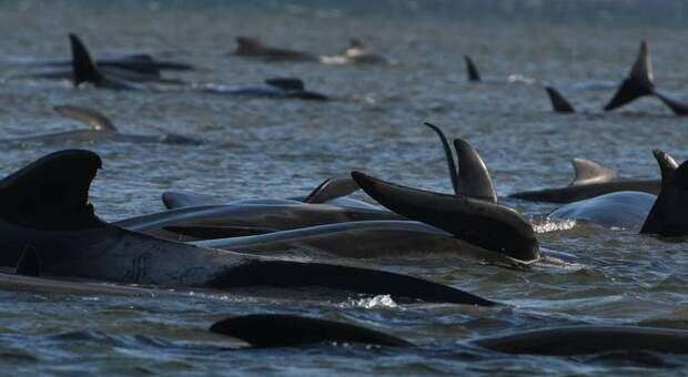 Strage di balene in Tasmania: centinaia gli esemplari spiaggiati. Corsa contro il tempo per salvarli.