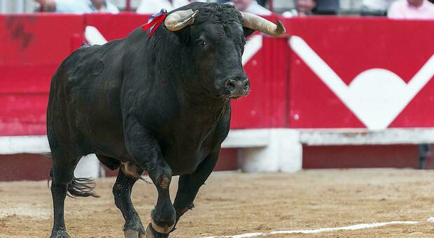 Festa dei tori in Spagna, tre vittime incornate dagli animali in corsa
