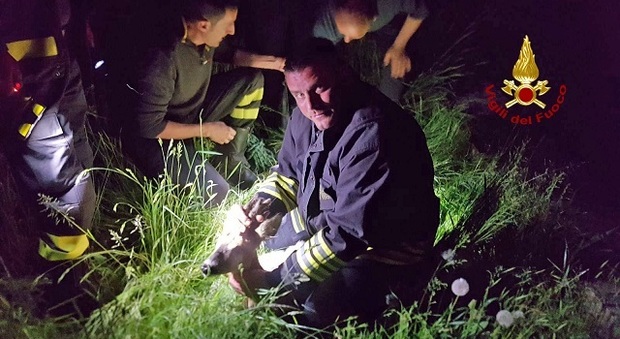 Capriolo cade in una roggia, salvato di notte dai pompieri